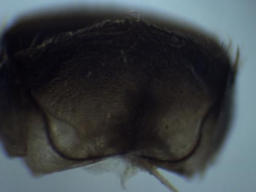 Osmia caerulescens